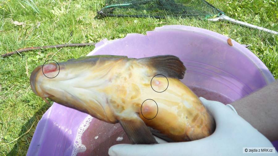 kliknutím fotku zvětšíte