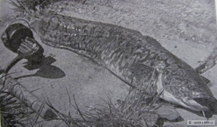 kliknutím fotku zvětšíte