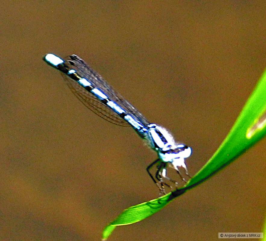 kliknutím fotku zvětšíte