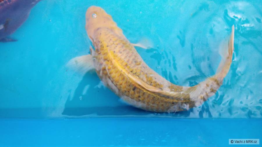 kliknutím fotku zvětšíte