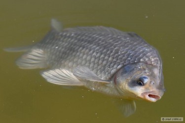 kliknutím fotku zvětšíte