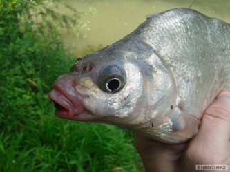 kliknutím fotku zvětšíte
