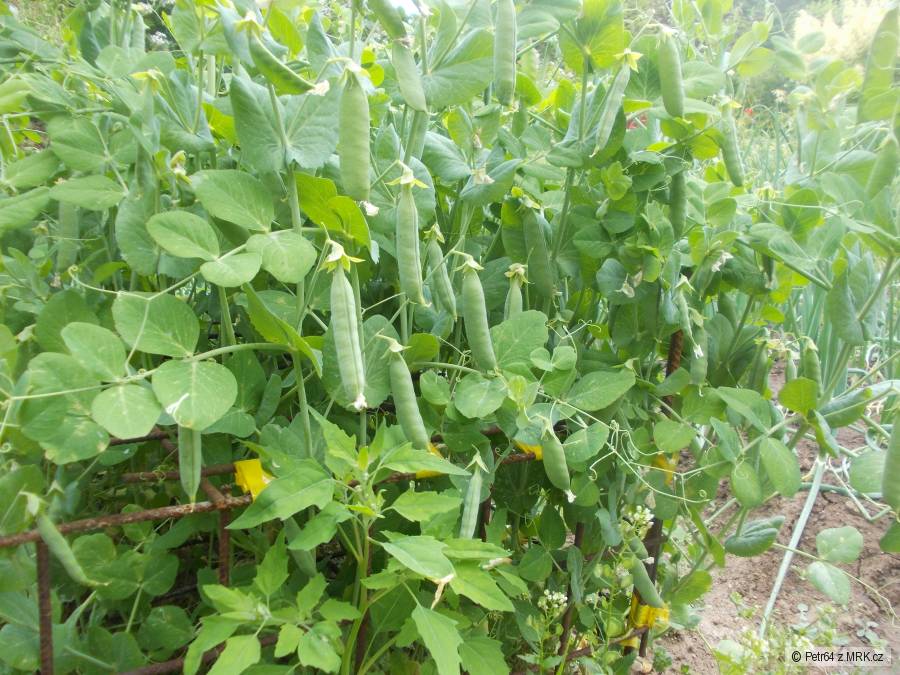 kliknutím fotku zvětšíte