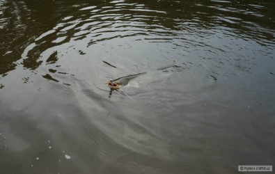 kliknutím fotku zvětšíte