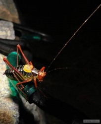 kliknutím fotku zvětšíte