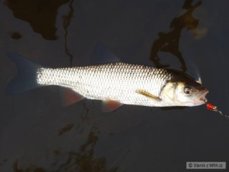 kliknutím fotku zvětšíte