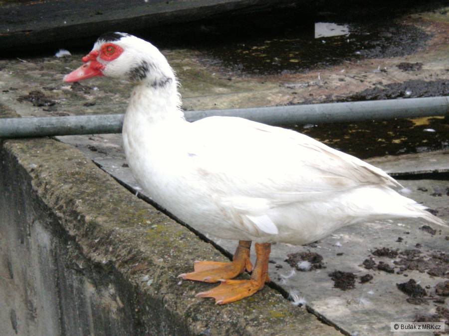 kliknutím fotku zvětšíte