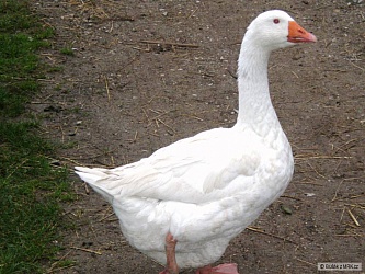 kliknutím fotku zvětšíte