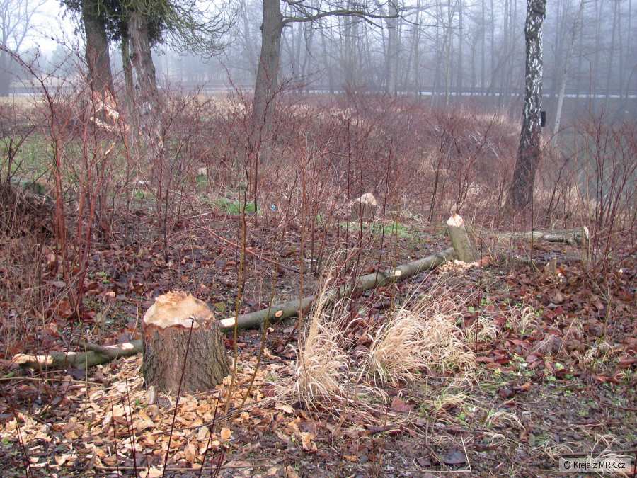 kliknutím fotku zvětšíte