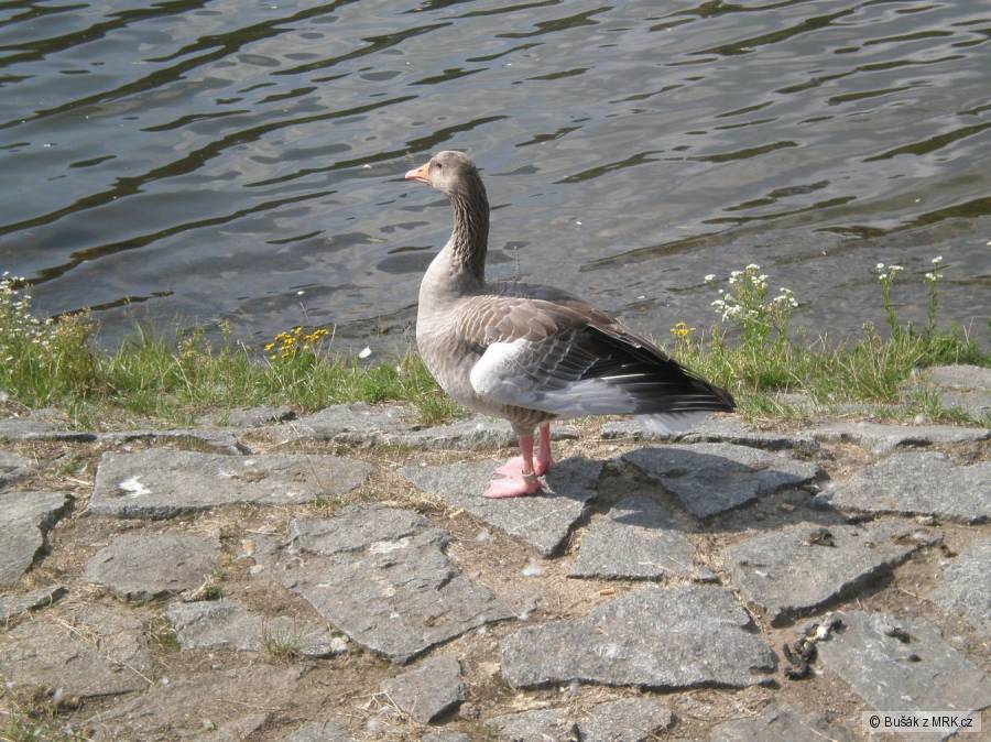 kliknutím fotku zvětšíte