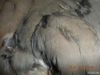 kliknutím fotku zvětšíte