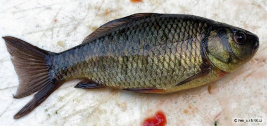 kliknutím fotku zvětšíte