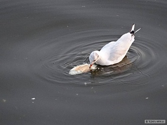 kliknutím fotku zvětšíte