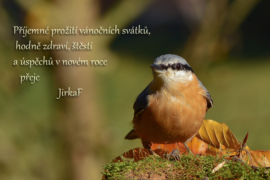 kliknutím fotku zvětšíte
