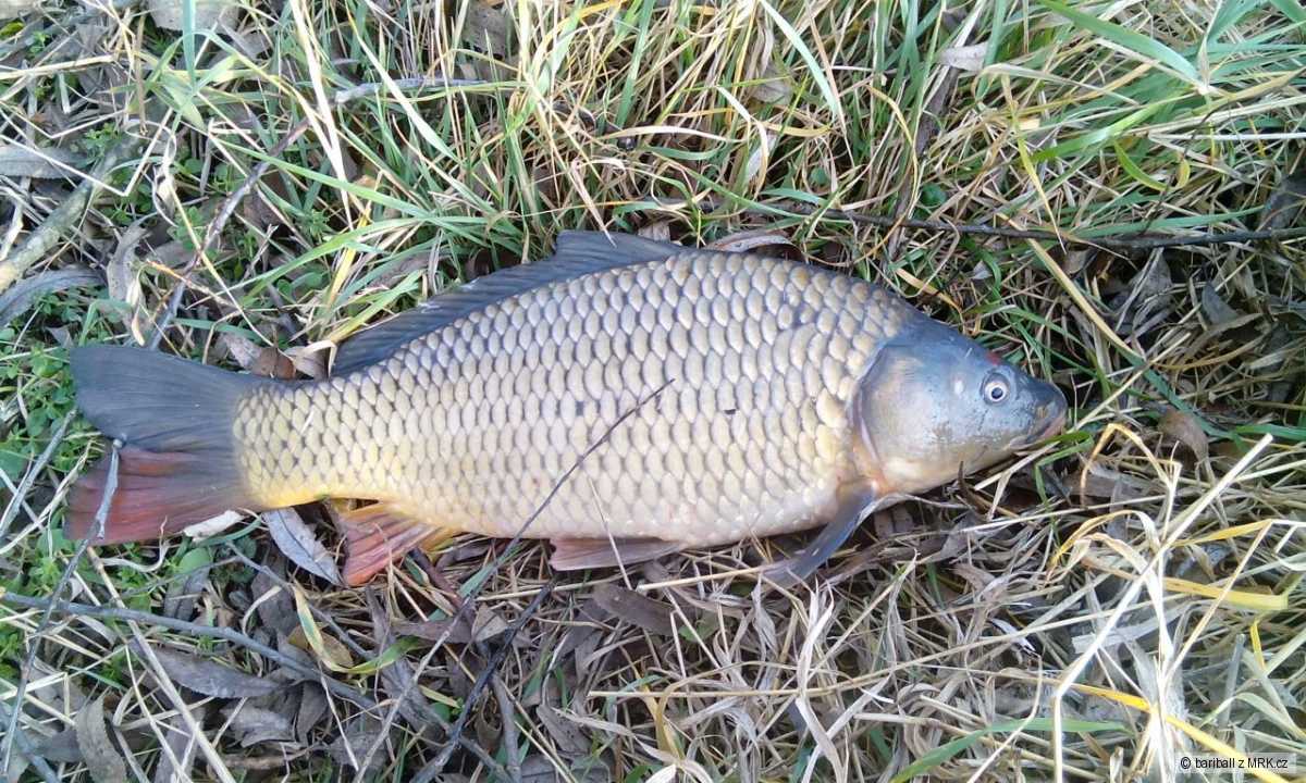kliknutím fotku zvětšíte