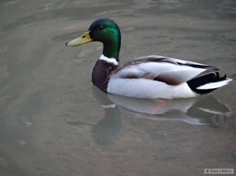 kliknutím fotku zvětšíte
