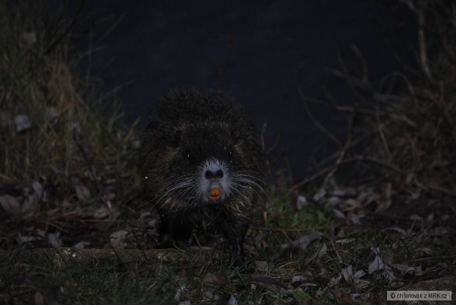 kliknutím fotku zvětšíte