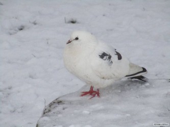kliknutím fotku zvětšíte