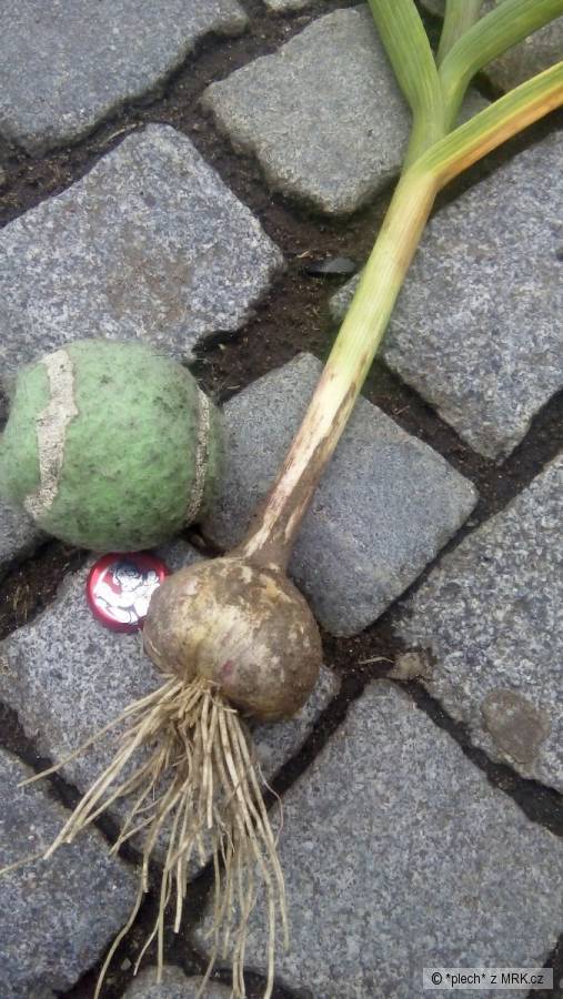 kliknutím fotku zvětšíte