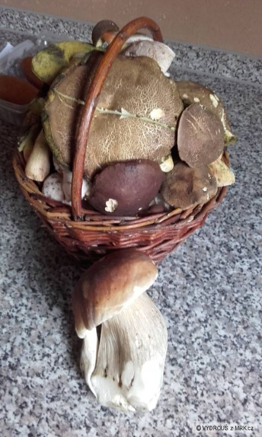 kliknutím fotku zvětšíte