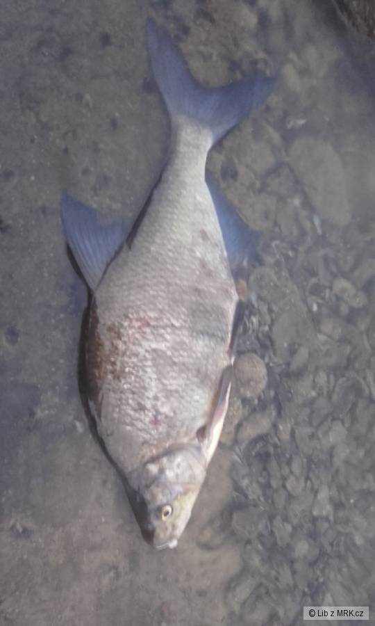 kliknutím fotku zvětšíte