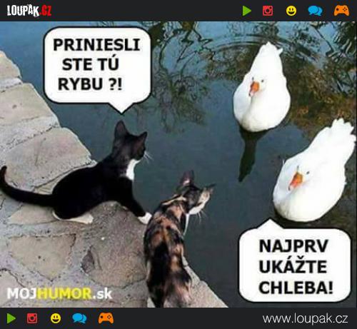 kliknutím fotku zvětšíte