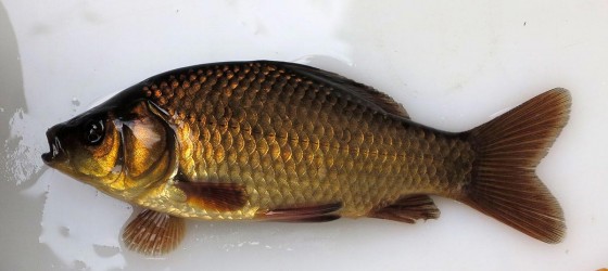 kliknutím fotku zvětšíte