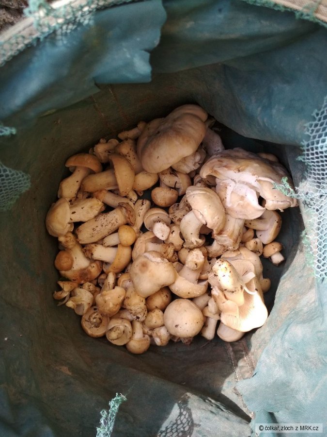 kliknutím fotku zvětšíte