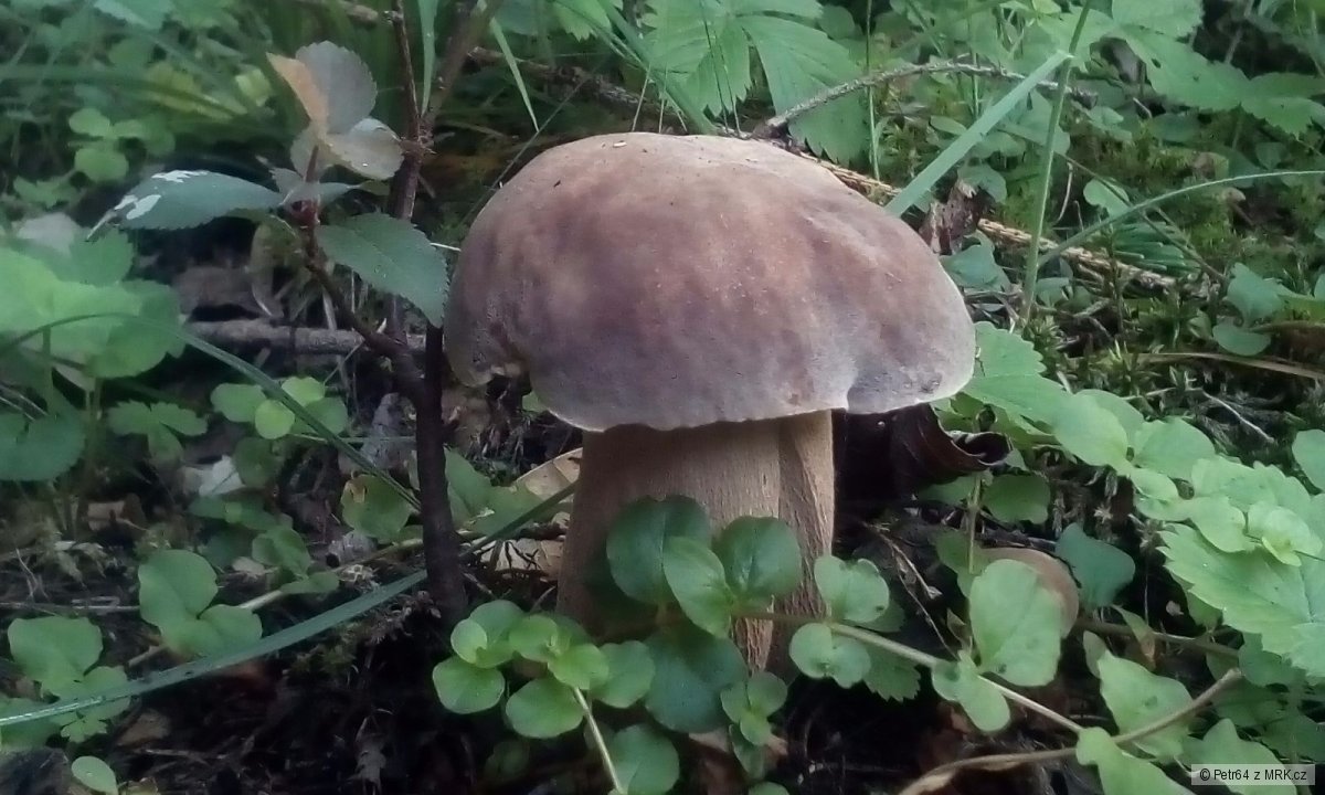 kliknutím fotku zvětšíte