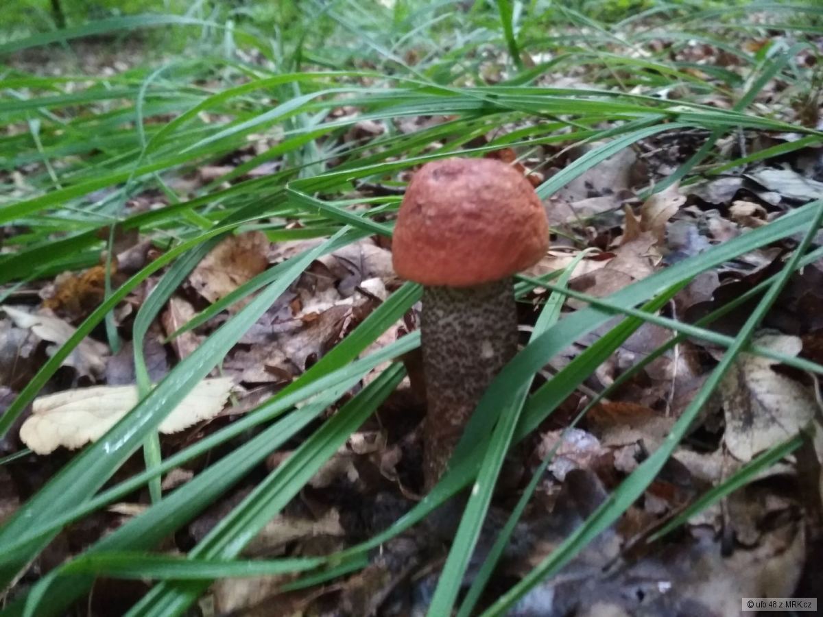 kliknutím fotku zvětšíte