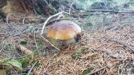 kliknutím fotku zvětšíte