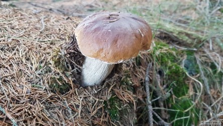 kliknutím fotku zvětšíte