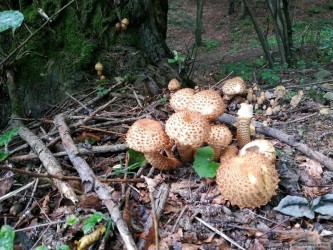 kliknutím fotku zvětšíte