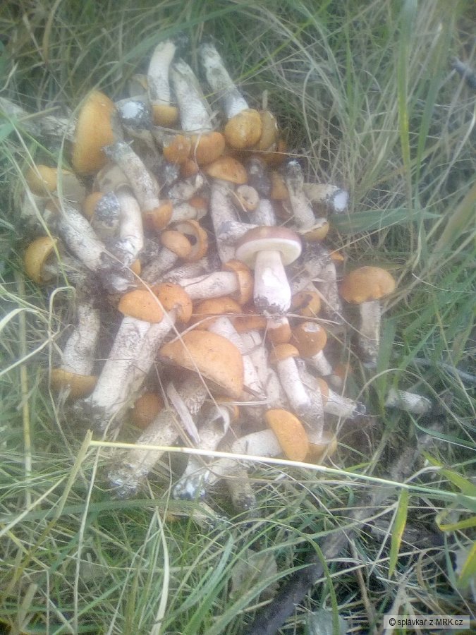 kliknutím fotku zvětšíte