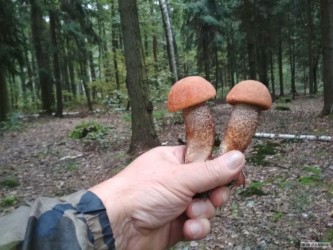 kliknutím fotku zvětšíte