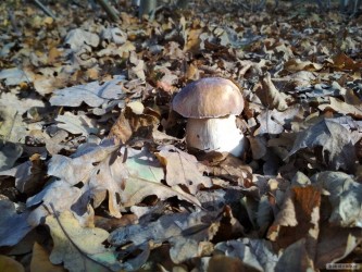 kliknutím fotku zvětšíte