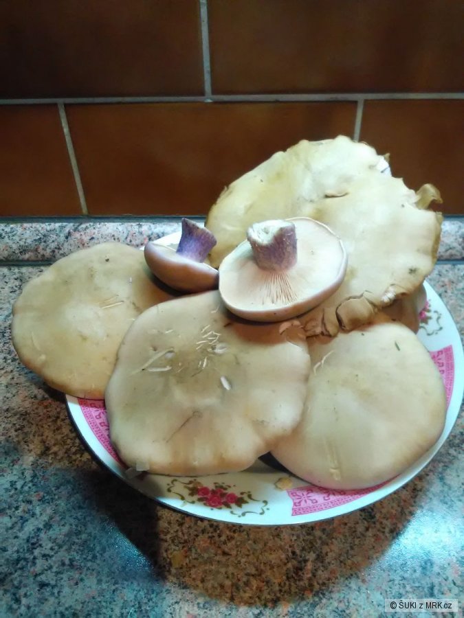kliknutím fotku zvětšíte