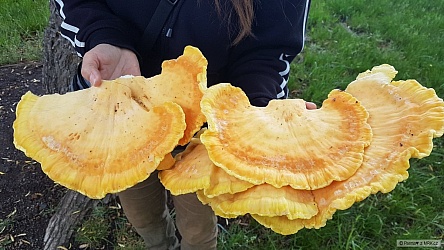 kliknutím fotku zvětšíte
