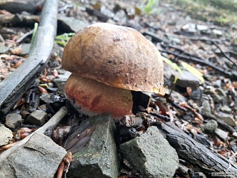 kliknutím fotku zvětšíte
