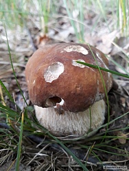 kliknutím fotku zvětšíte
