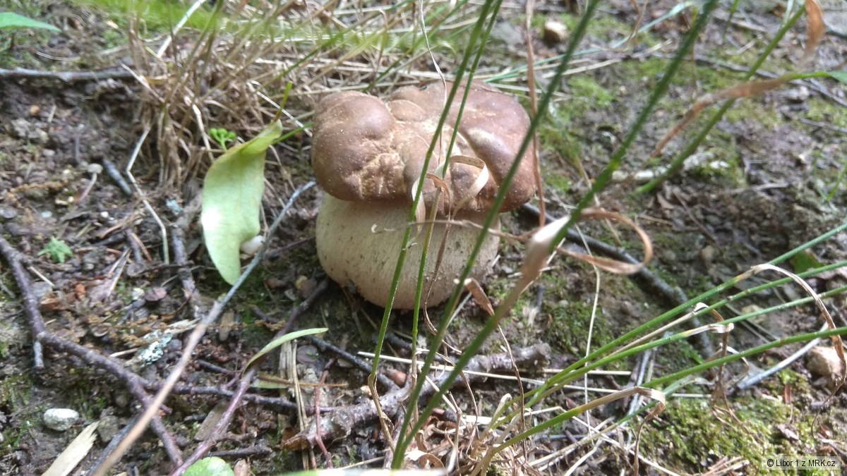 kliknutím fotku zvětšíte