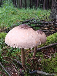 kliknutím fotku zvětšíte