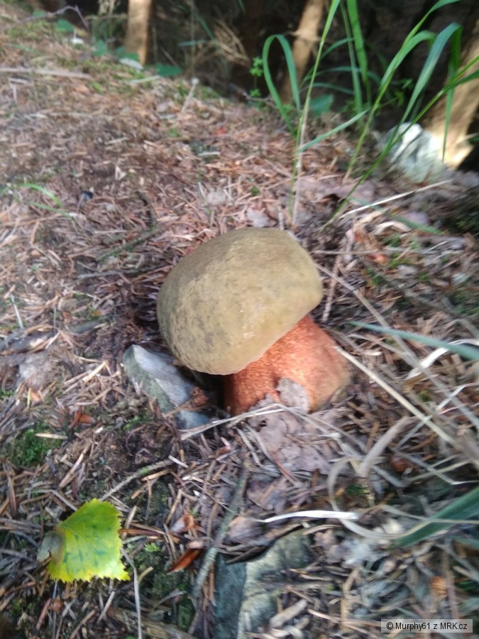 kliknutím fotku zvětšíte