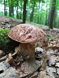 kliknutím fotku zvětšíte