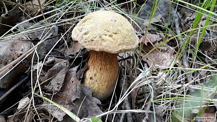 kliknutím fotku zvětšíte