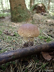 kliknutím fotku zvětšíte