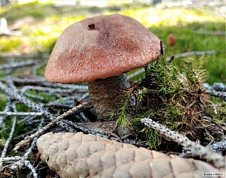 kliknutím fotku zvětšíte