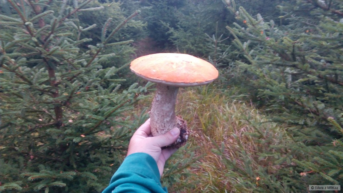 kliknutím fotku zvětšíte
