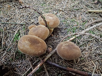 kliknutím fotku zvětšíte