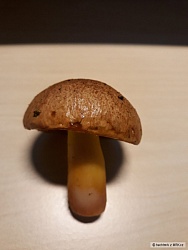 kliknutím fotku zvětšíte